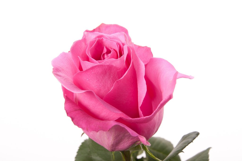 pink-rose-04.jpg