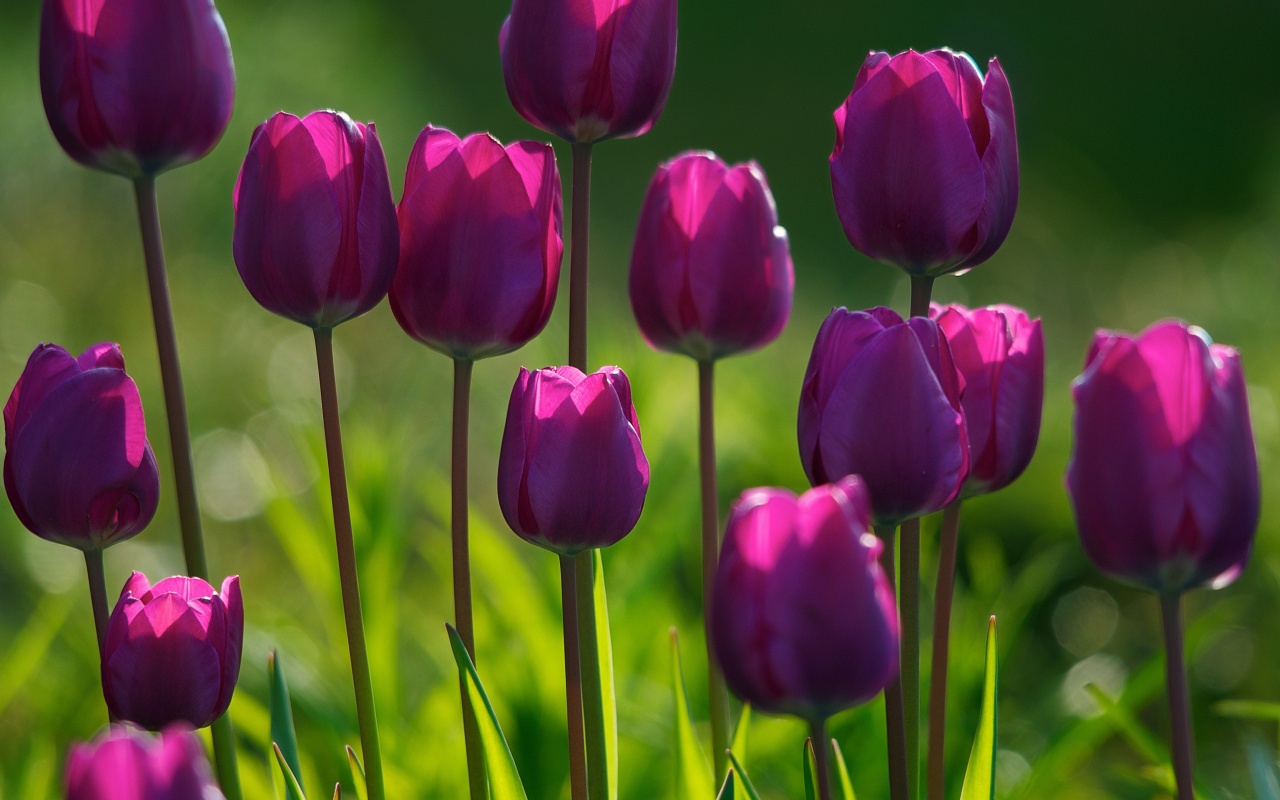 purple_tulips-1280x800.jpg