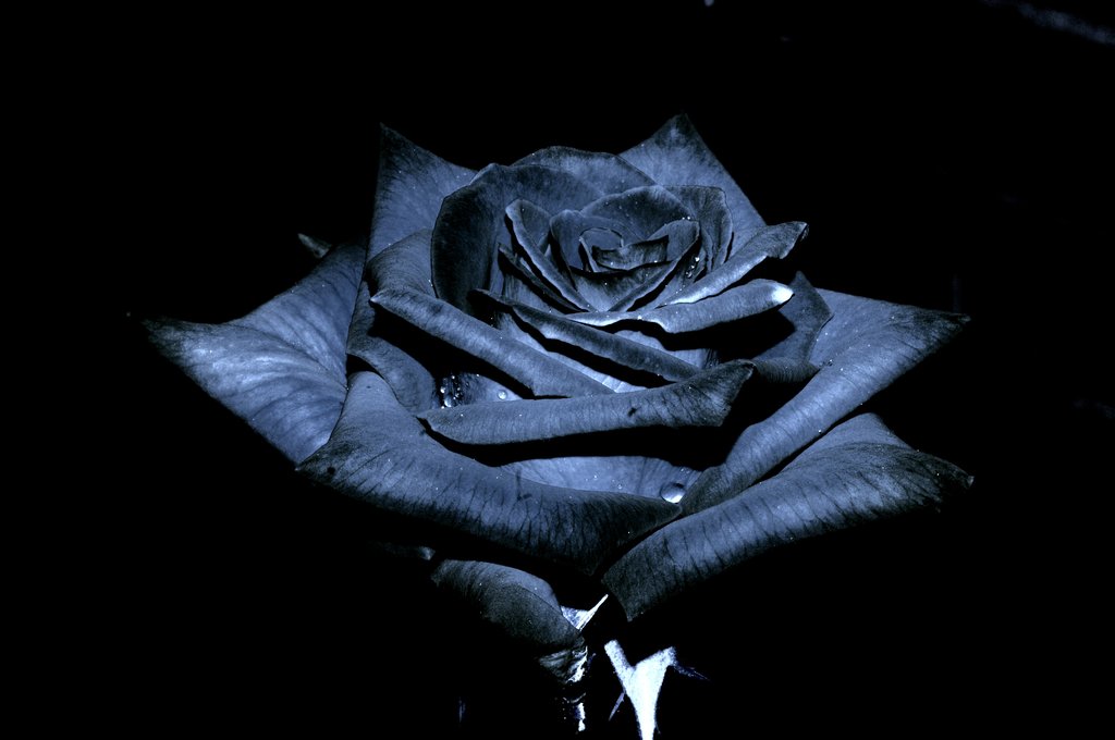 Black-Roses-Wallpapers-Pictures-
