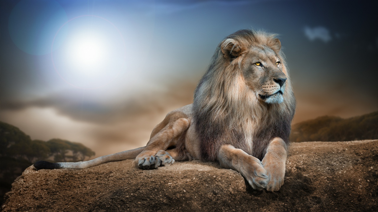 king_of_beasts_lion-1280x720.jpg