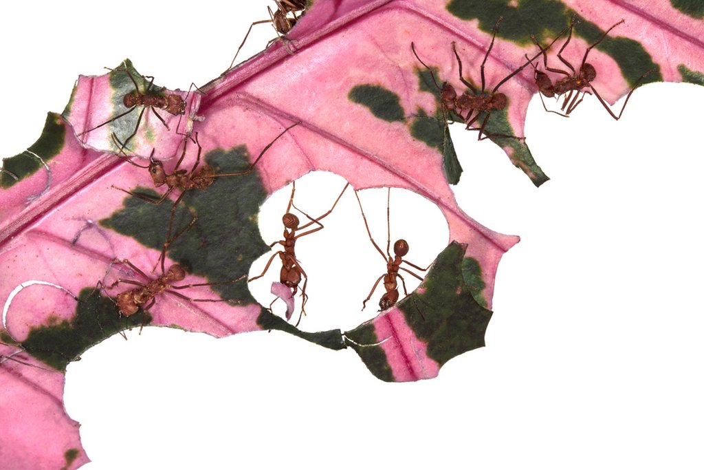 Antworks-in-progress-Pink-leaf.j