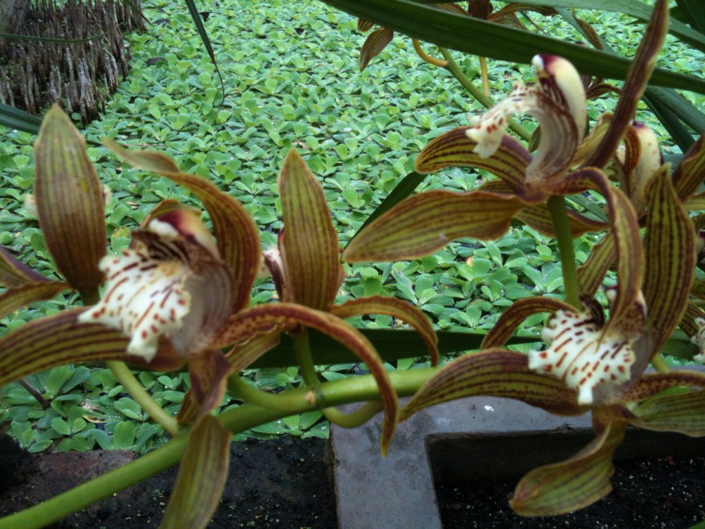 Орхидеи.JPG