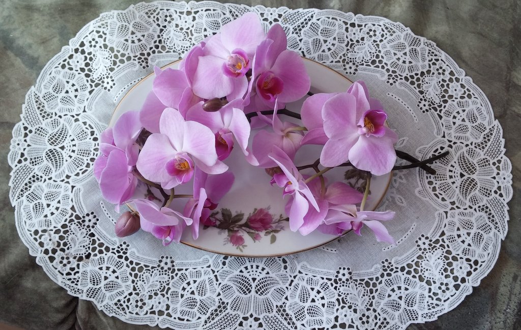 Розовая орхидея.jpg