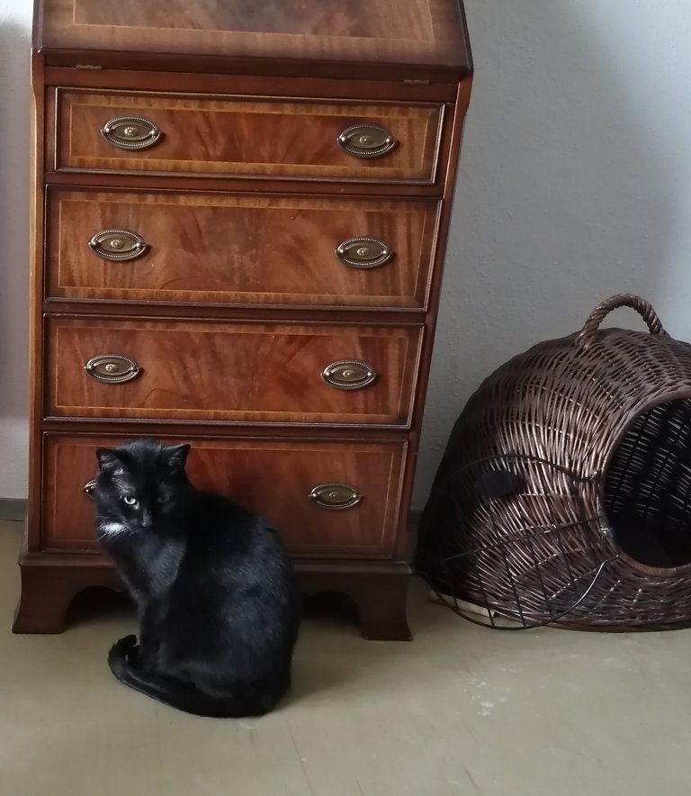 Черная кошка в интерьере.jpg