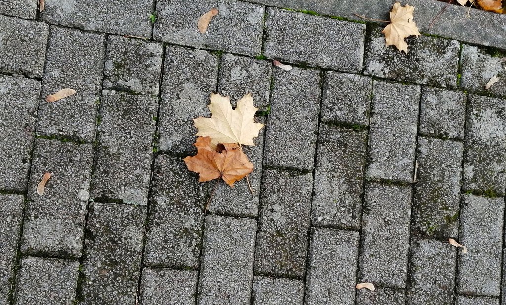 Опавшие листья.jpg