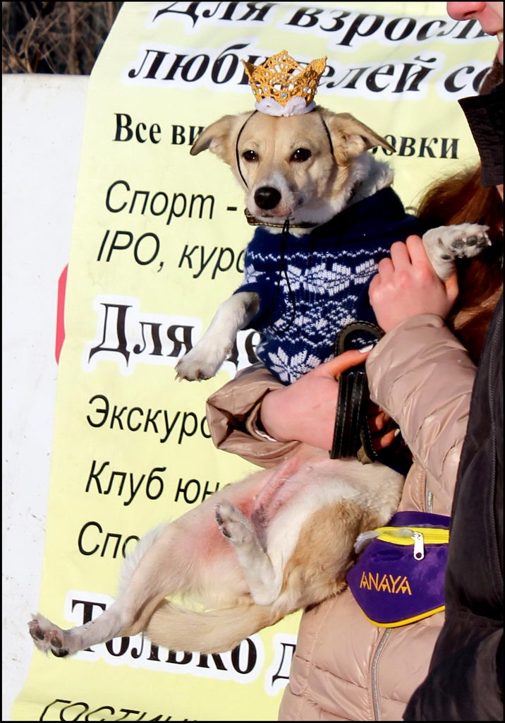 Пёс Челябинска 9292.jpg