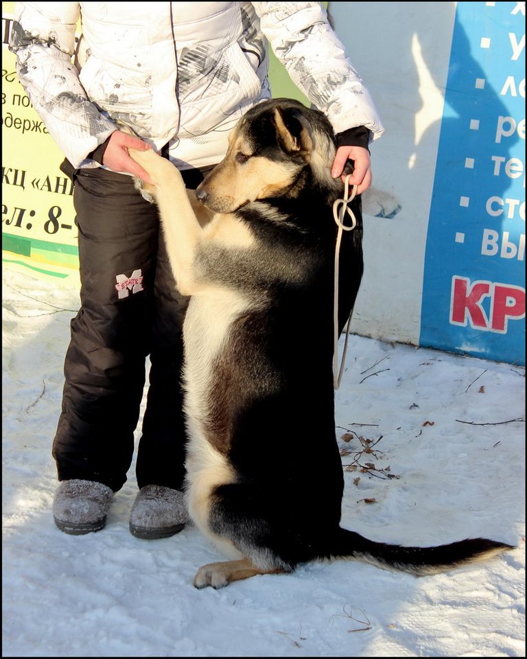 Пёс Челябинска 9295.jpg