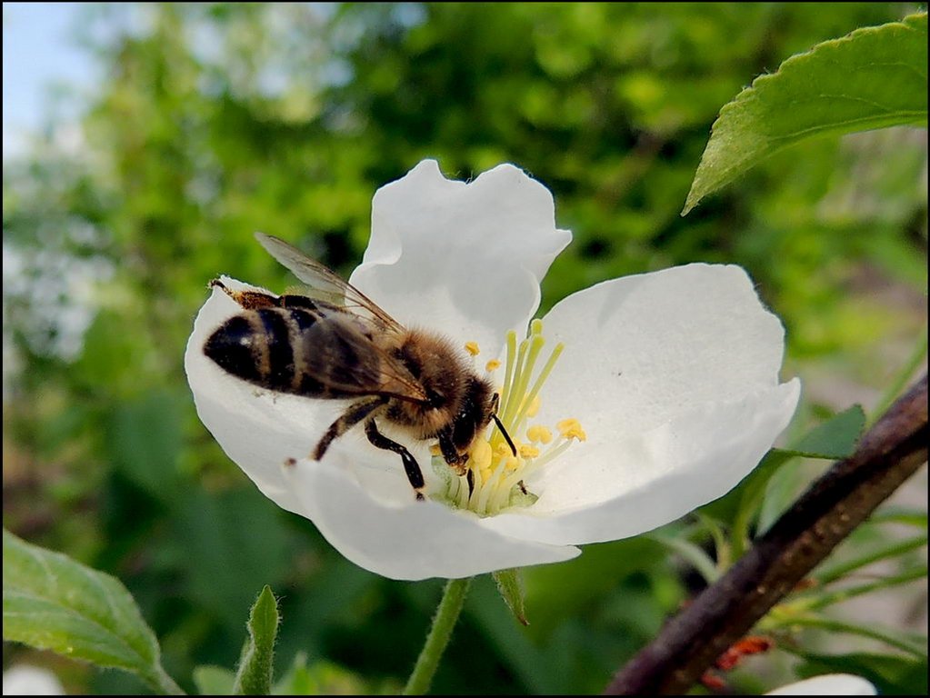 La Flor 7667 Яблоня Пчела.jpg