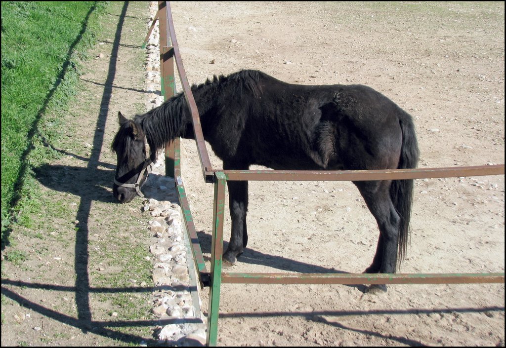 Lobo Park 5144 Лошадь.JPG