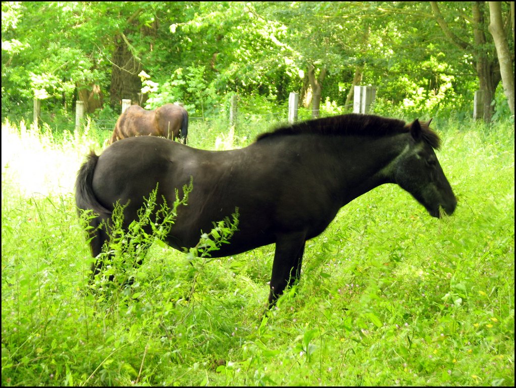 Fontaine-Henry 4100 Лошадь.jpg
