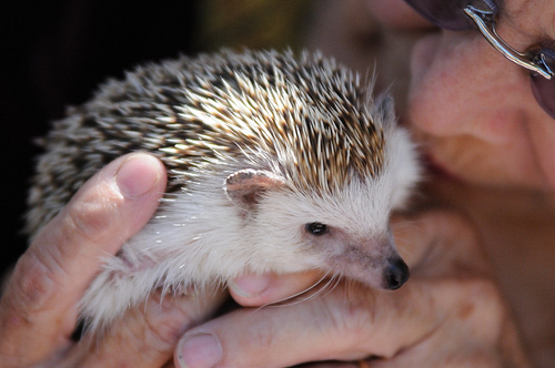 Hedgehogs1.jpg