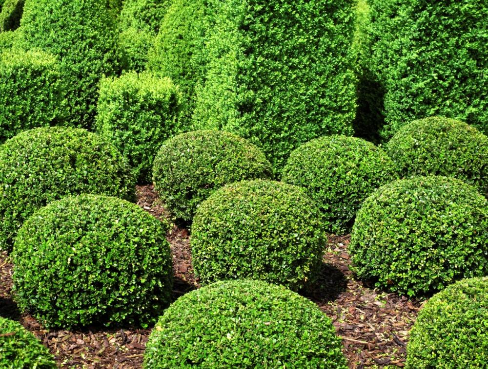 shrubs (3).jpg