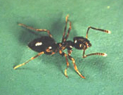 Odorous House Ant.jpg