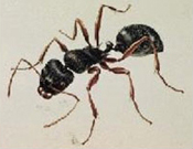 Pavement Ant.jpg