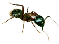 Carpenter Ant 03.gif