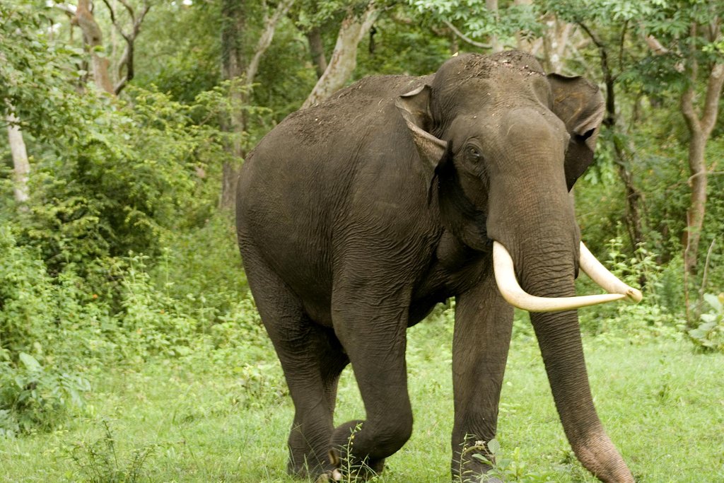 Indian Elephant.jpg