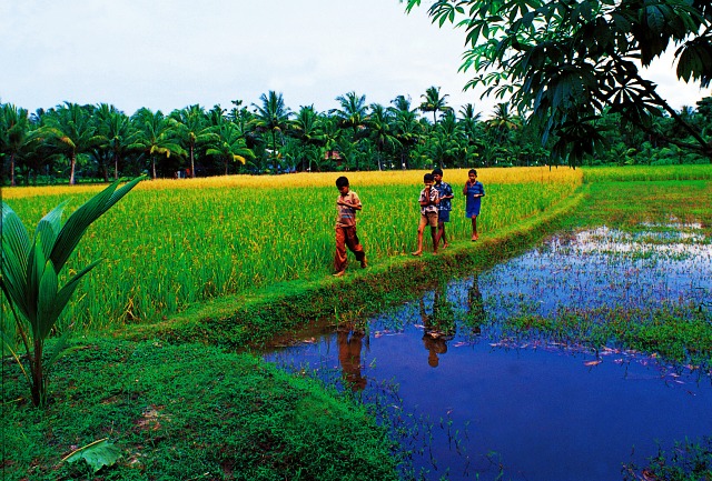 Children Playing in the Paddy-ke