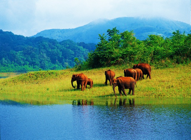 elephant-herd-near-thekkady-kera