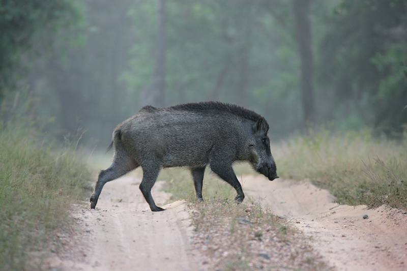 indian wild boar.jpg