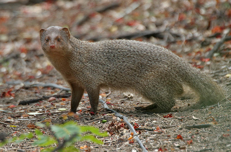 Common Mongoose.jpg