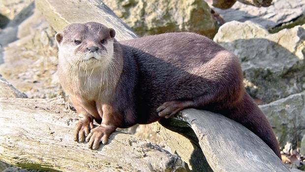 Common Otter.jpg