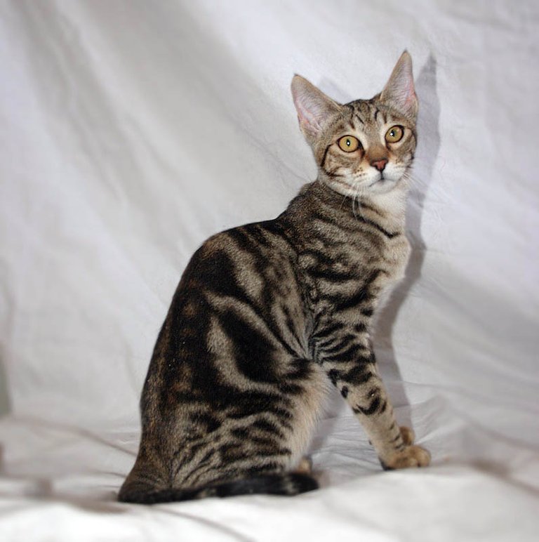sokoke-cat-5-month-old.jpg