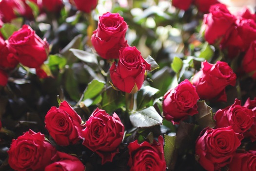 red-love-romantic-flowers-medium