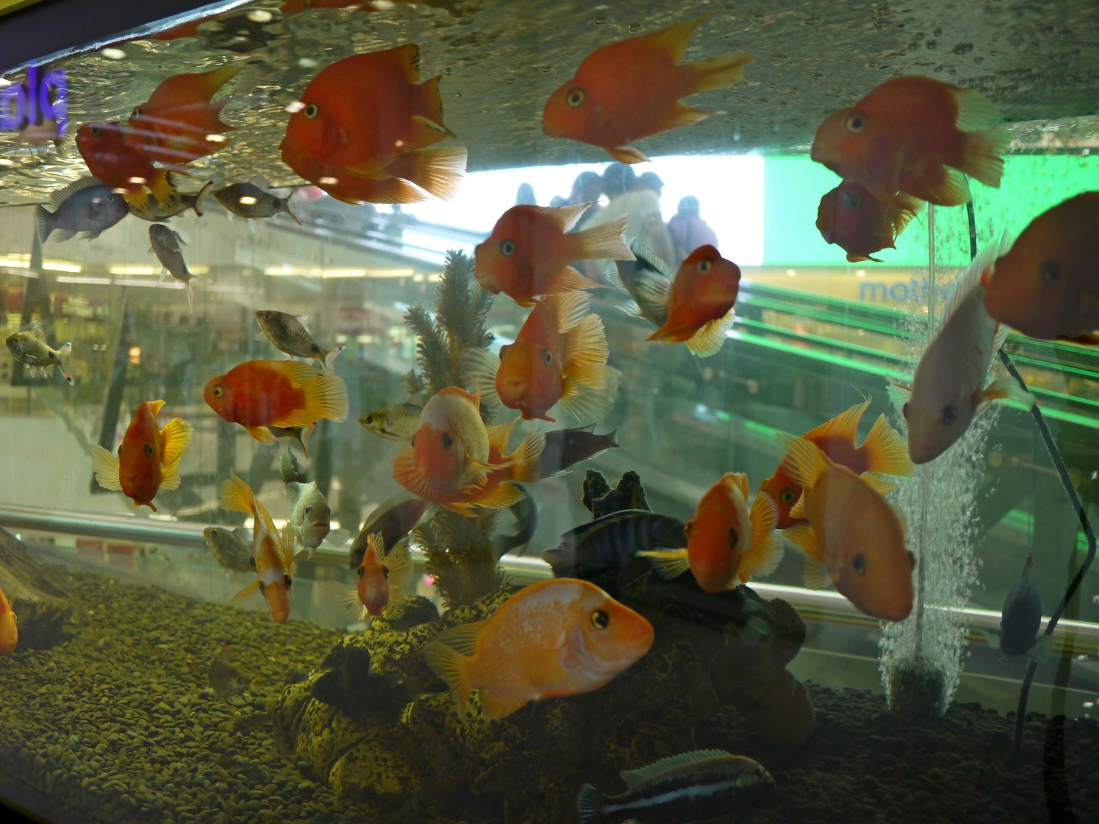 аквариум.JPG