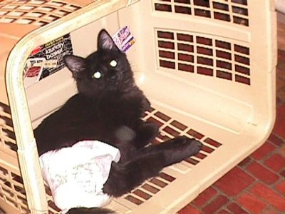 420d7_fluffy_in_laundry_basket2_