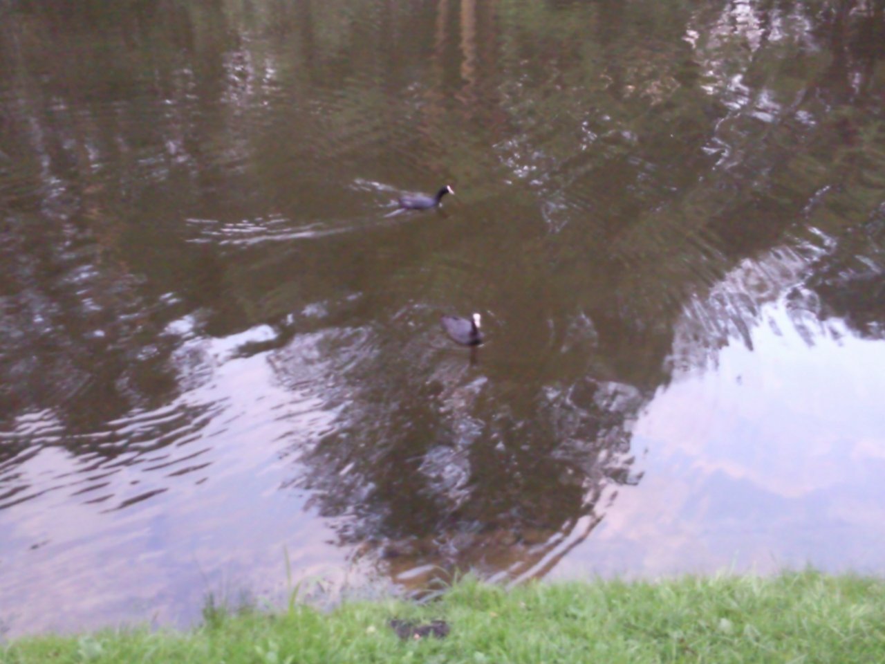 Ducks (1).jpg