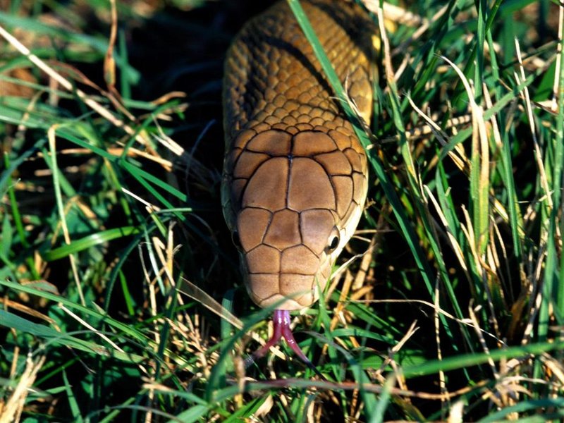 Lurking-in-the-Grass_King-Cobra.