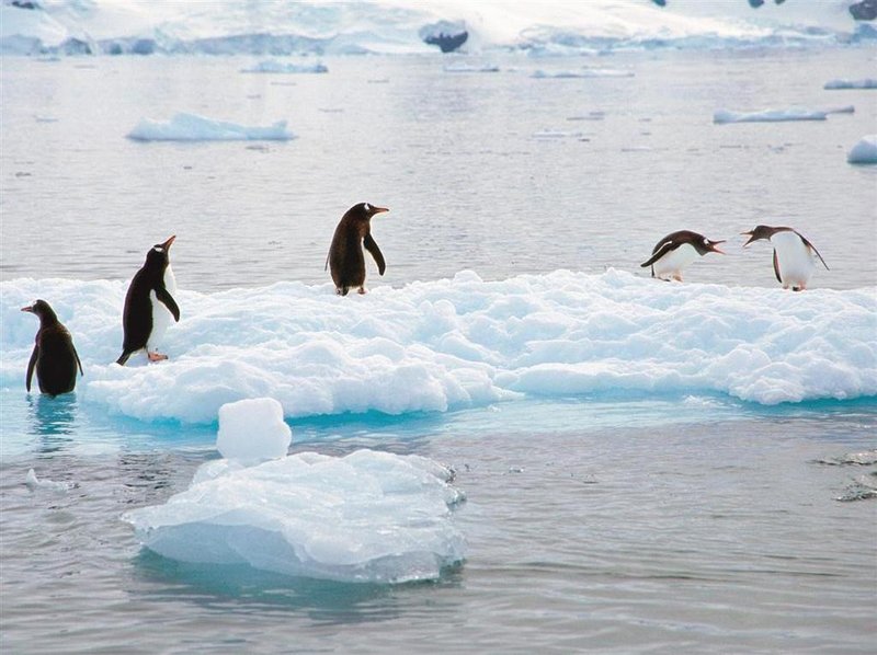 Gentoo-Penguins_Antarctica.jpg