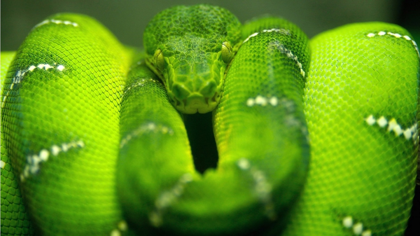 2871-green-snake-posing-wallpape