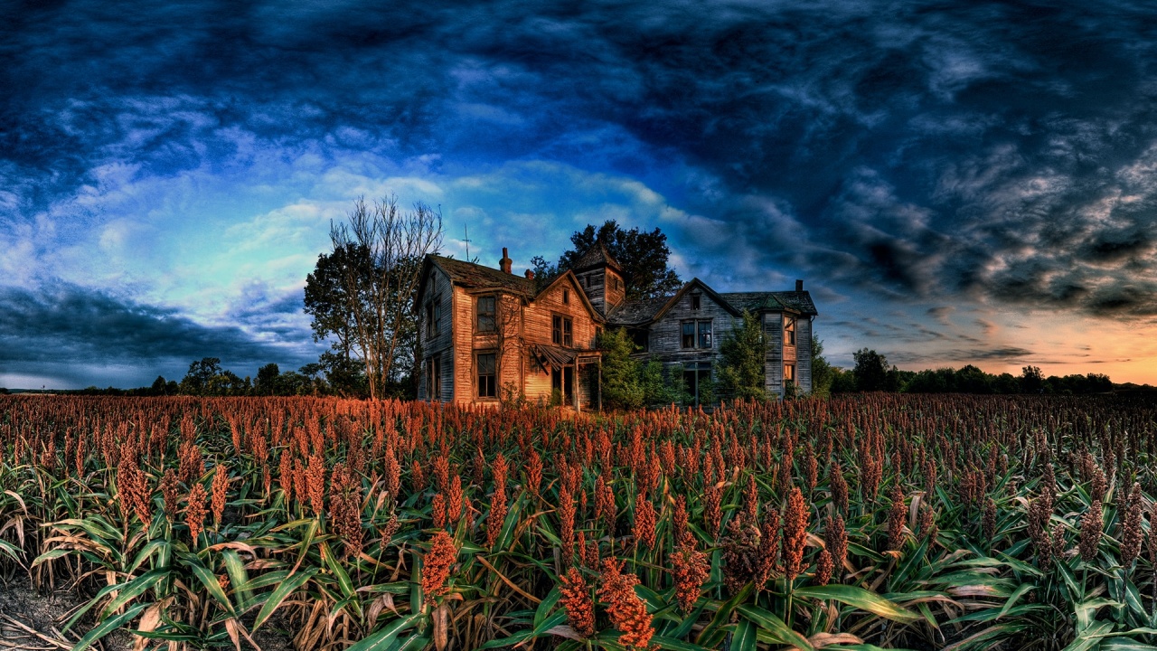 house_in_ruin_in_a_field_nature_