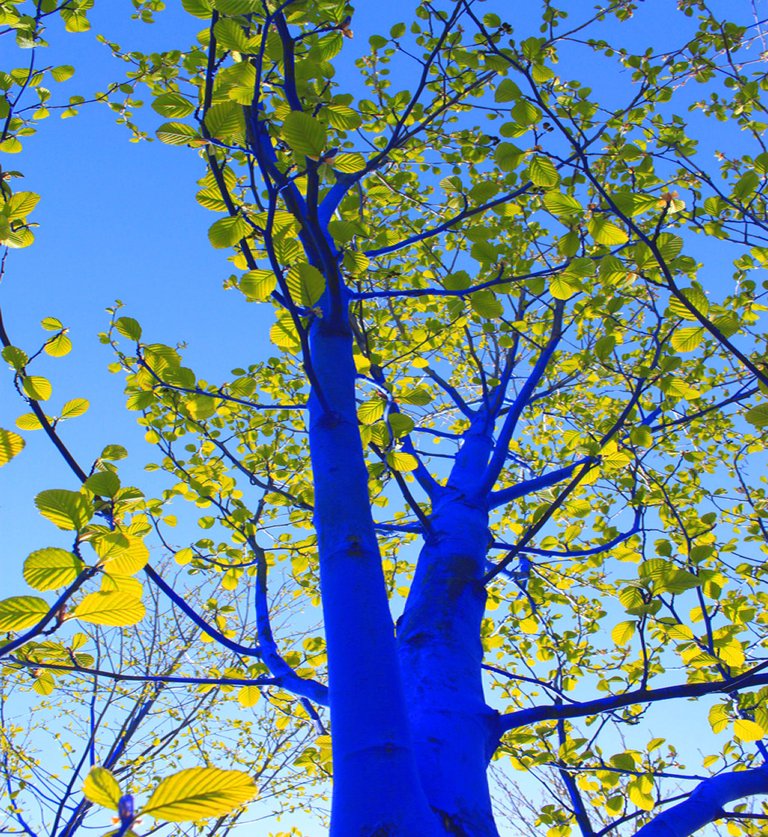 blue-tree-4.jpg