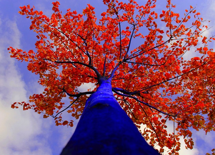 Blue-Trees-Konstantin-Dimopolous