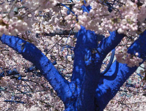 blue-trees-1.jpg