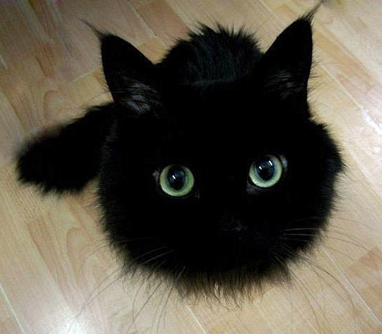 funny-black-cat-ball-of-fur.jpg