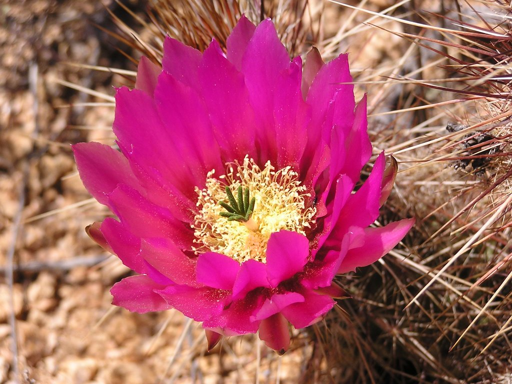 Cactus Blossom.JPG
