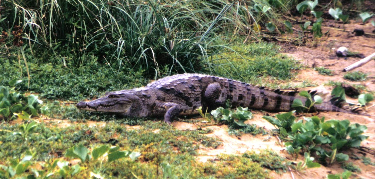 17 - Krokodil an der Lagune.jpg