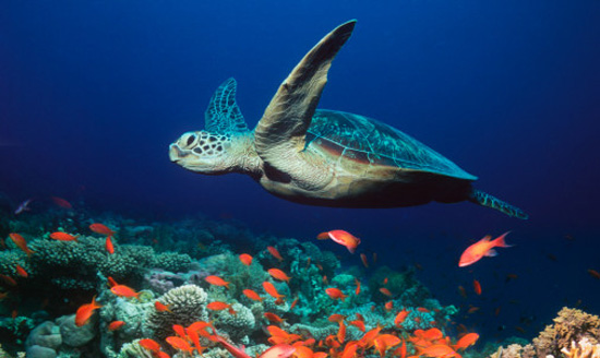 Sea-Turtle.jpg