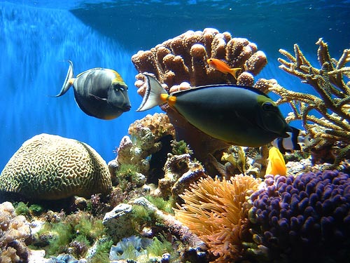 Coral-Reef-Environment.jpg