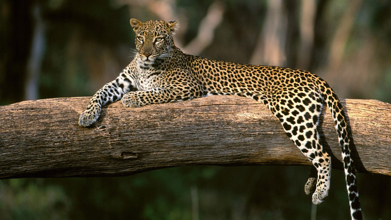 Animals-african-leopard-high-def