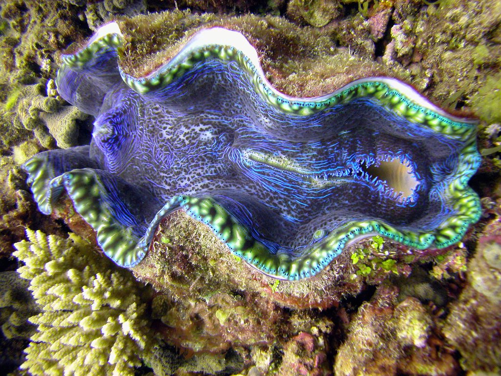 Giant clam.JPG