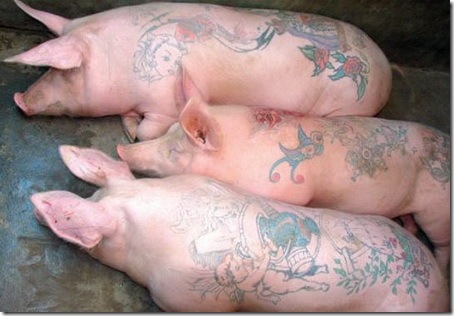 tatoo-pig-2.jpg