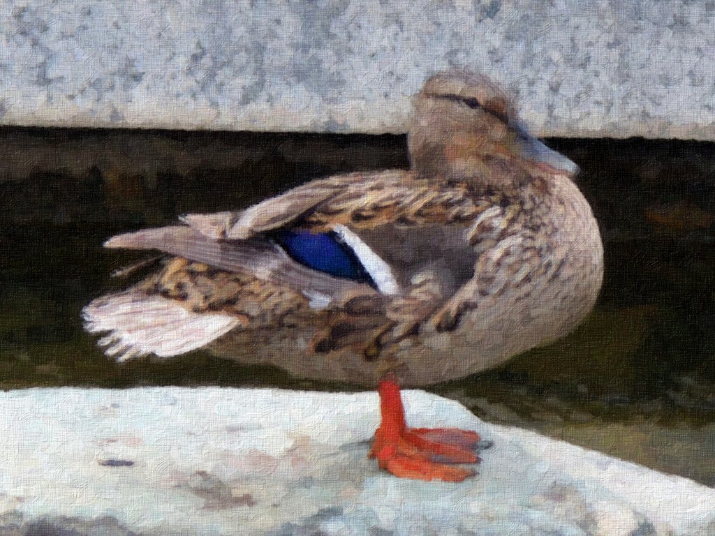 Duck1Redo1.jpg