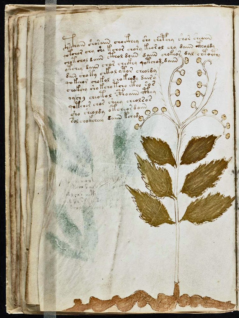 Voynich_Manuscript Page 31a.jpg
