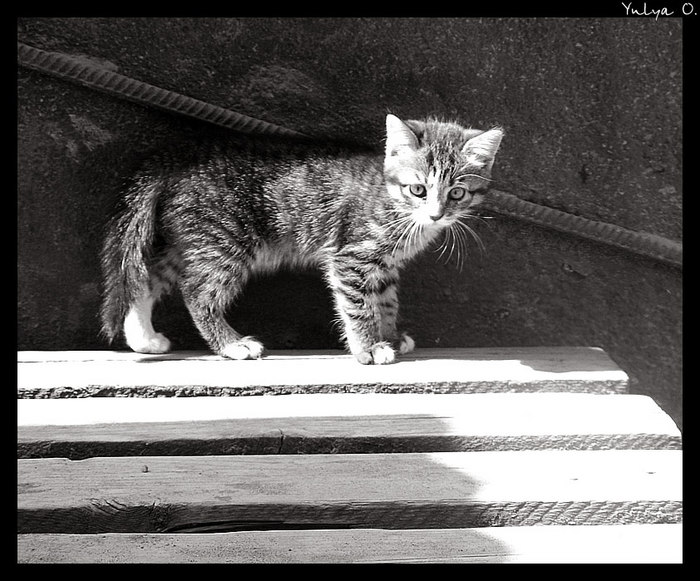 19755435_kitten_by_YulyA.jpg