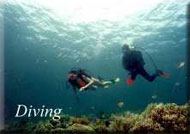 diving2.jpg
