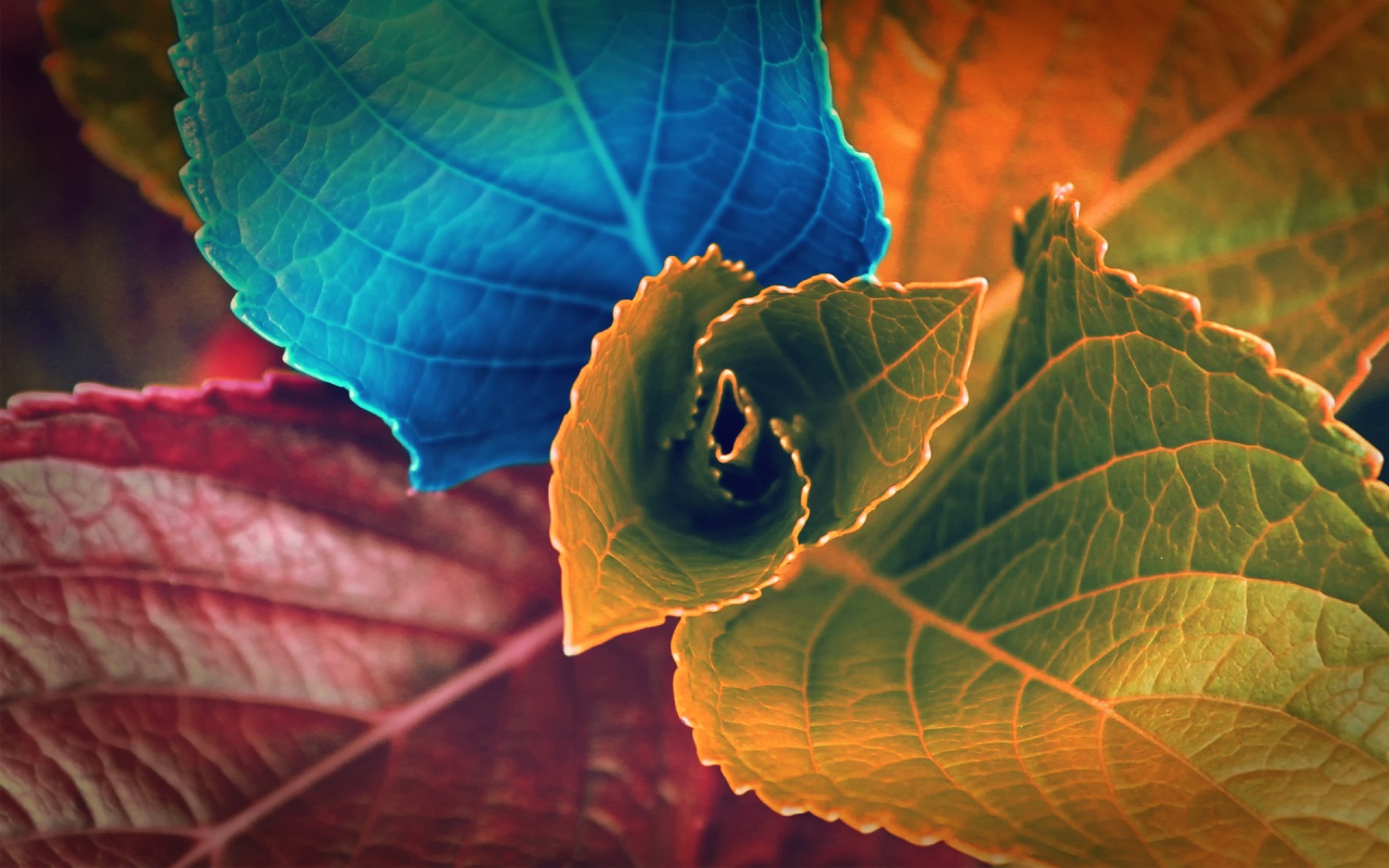 colors_of_leaves.jpg